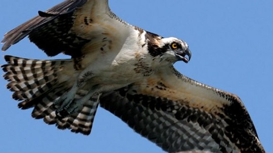 Osprey Nest Of Kent County