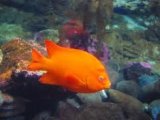 Fish Cam