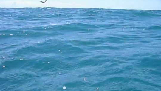 Winter Kingfish on Patch Reefs.mp4 Winter Kingfish on Patch Reefs.mp4