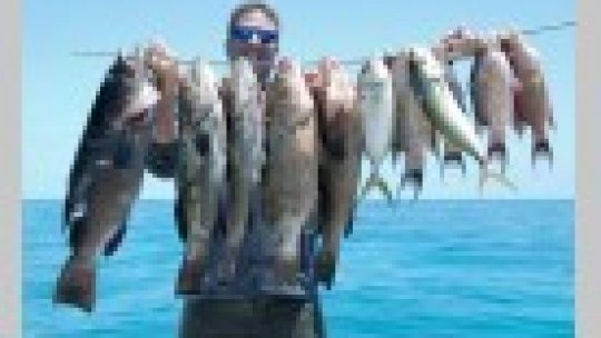 Spearfishing Spearfishing