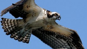 Osprey Nest Of Kent County