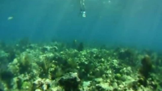 Snorkel Now