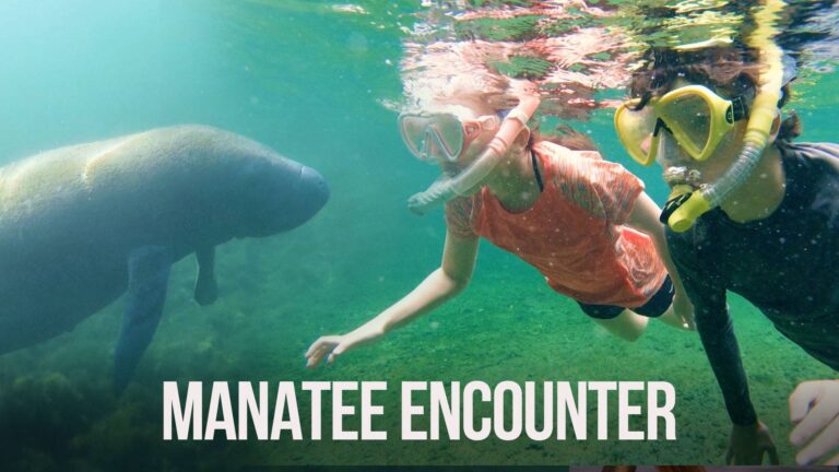 Manatees at Blue Spring State Park with The Outsiders Club
